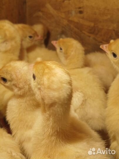 Индюшата, цыплята