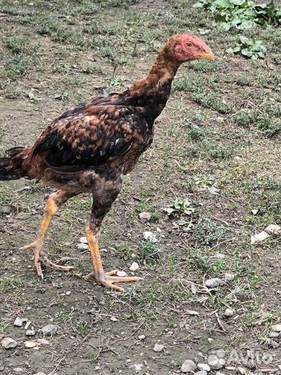 Бойцовые петухи