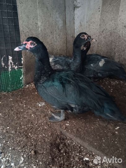 Мускусный селезень