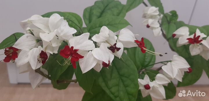 Клеродендрум