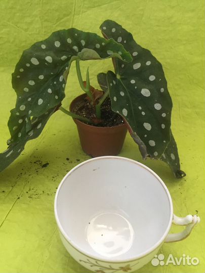 Бегонии сортовые