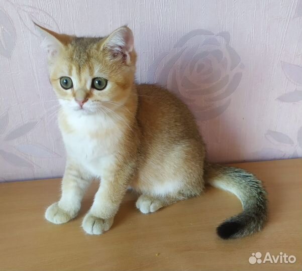 Шотландская девочка