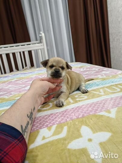 Щенки чихуахуа