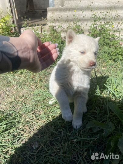Щенки в добрые руки