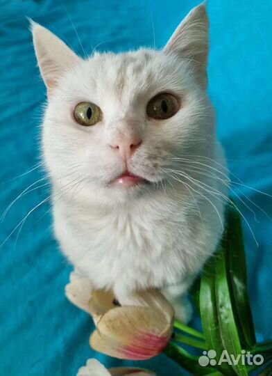 Ангел - Хранитель твой. Белая кошка