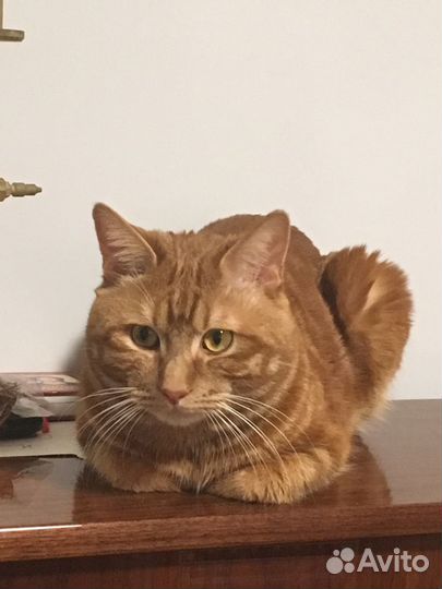 Вязка Курбоб