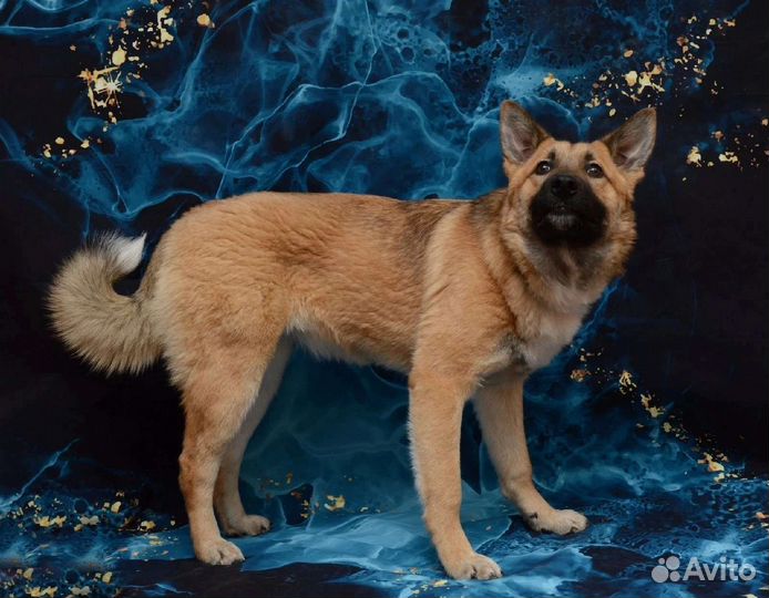 Собака в добрые руки