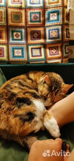 Котоняня на время вашего отсутствия