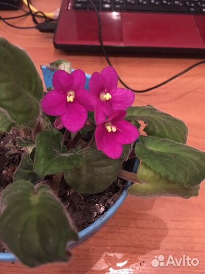 Фиалки цветущие