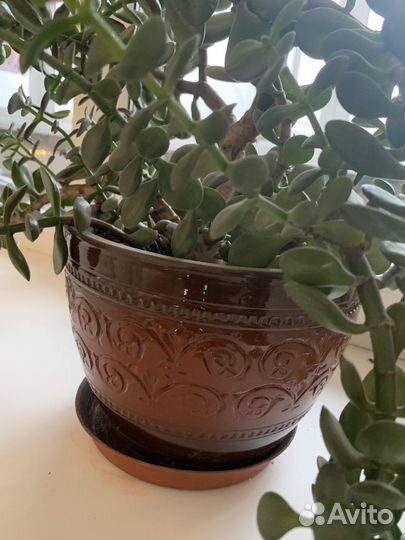 Толстянка(денежное дерево) с кашпо