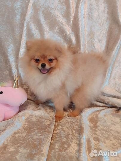 Щенки шпица