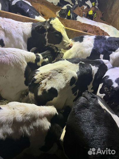 Бычки и тёлочки