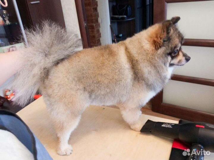 Стрижка(груминг) собак йоркширский терьер, шпиц