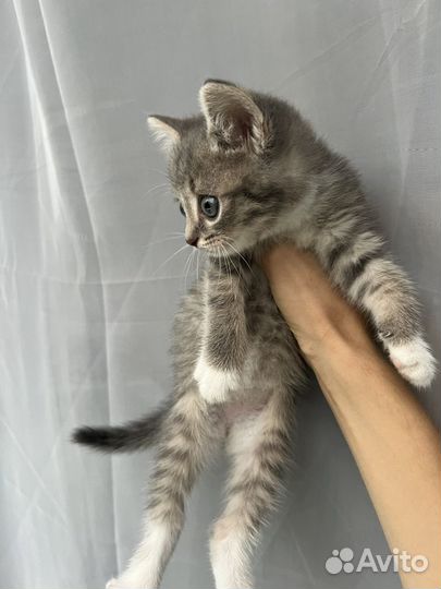 Котенок 2 месяца