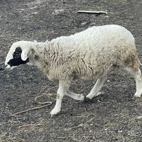 Бараны дорпер