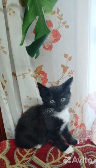 Котёнок в дар