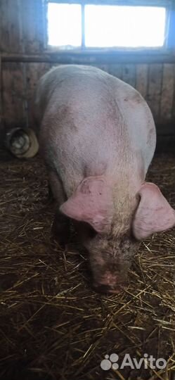 Свинья на племя