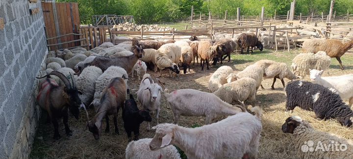 Овцы,бараны