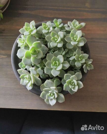 Эхеверия растение