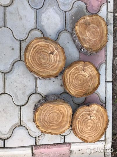 Спилы дерева