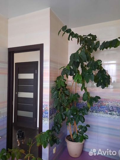 Комнатные цветы кофе,юкка