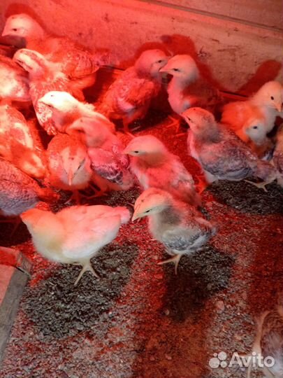 Продаю птицу