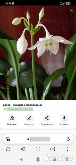 Комнатные растения