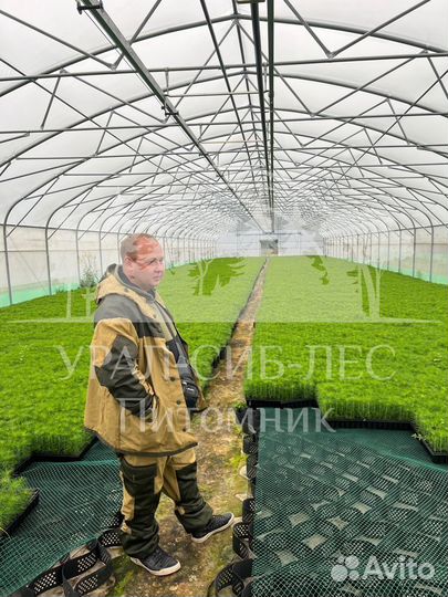 Голубая ель зкс сеянцы