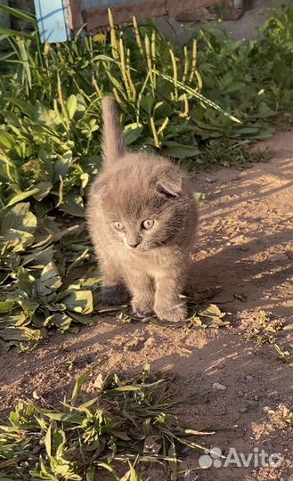 Котенок девочка в добрые руки