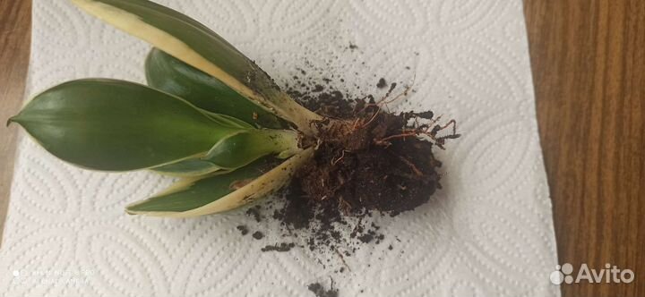 Сансевиерия голден ханни