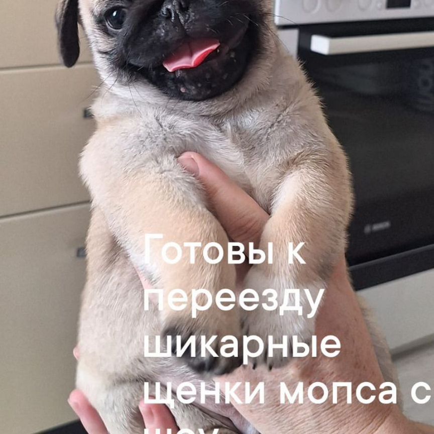 Щенки мопса