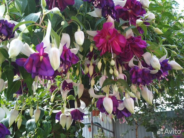 Фуксия,фуксии