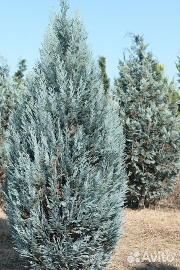 Кипарисовик Лавсона Колумнарис 100-110см