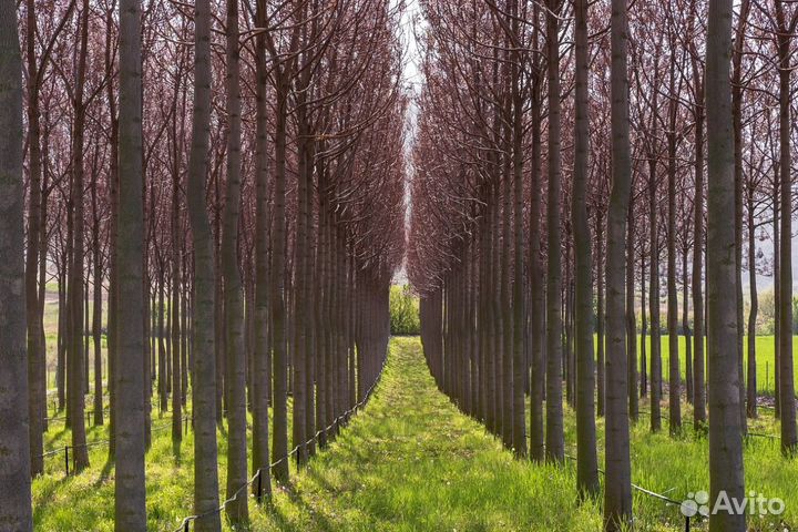 Ищу инвестора - проект Леса