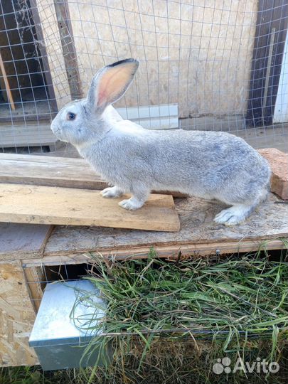 Кролики мясных пород великаны