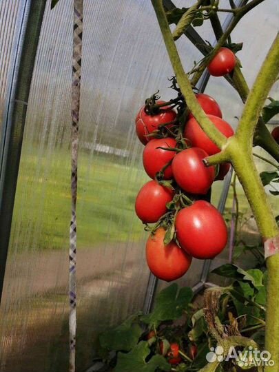 Семена томатов