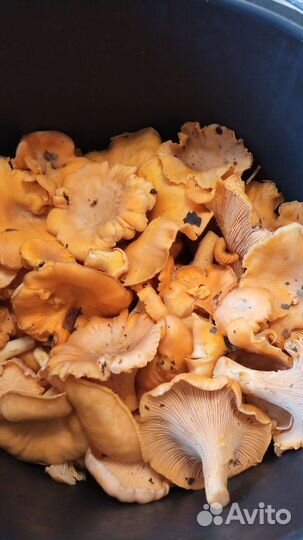 Грибы лисички свежие