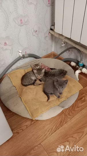 Котятки в хорошую семью бесплатно