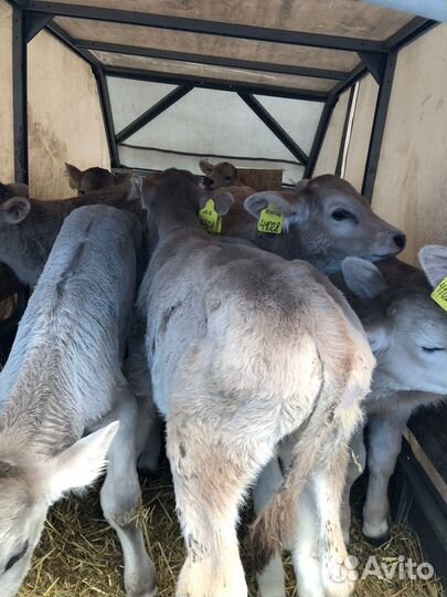 Бычки швицкой породы