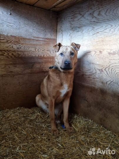 Добрый пес, нуждается в доме. Приют