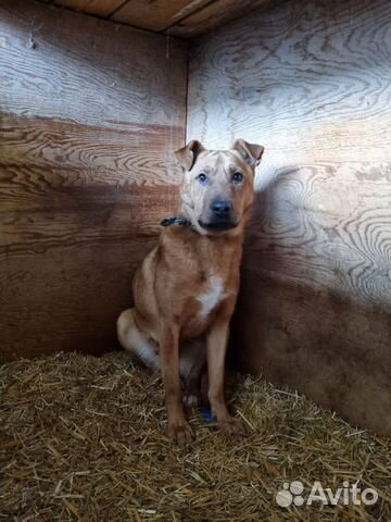 Добрый пес, нуждается в доме. Приют