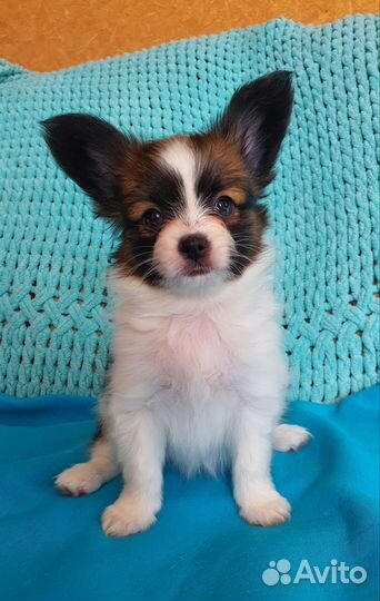 Щенок папийона, девочка