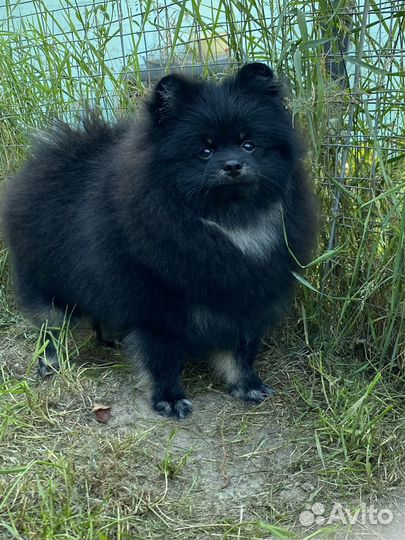 Шпиц щенок кобель