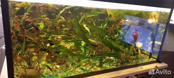 Отдам бесплатно рыбок