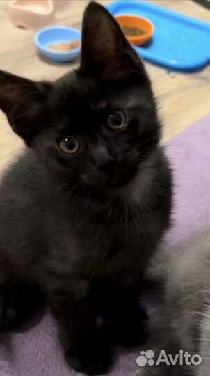 Темно-серый полосатый котенок,мальчик 2 месяца