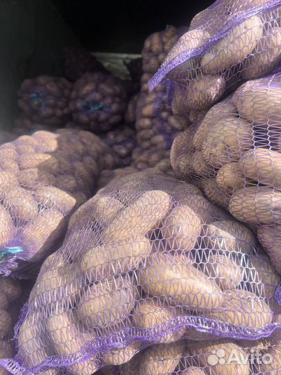 Продам картофель