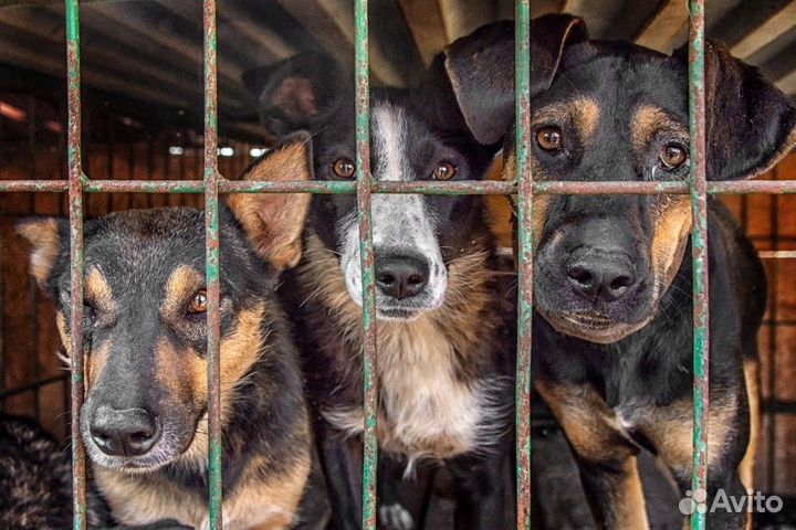 Передержка собак