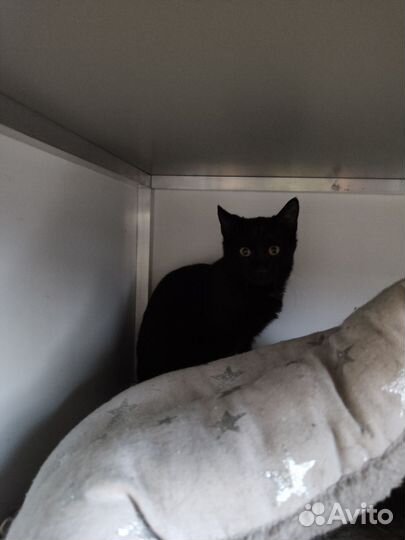 Кошка в дар