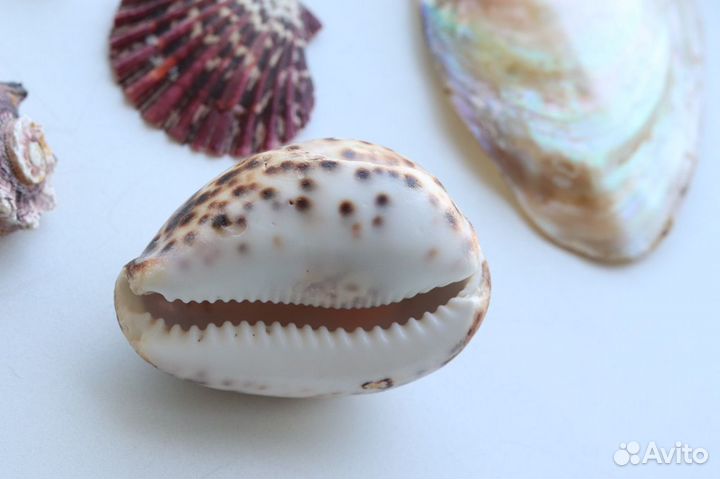 Набор ракушек разные