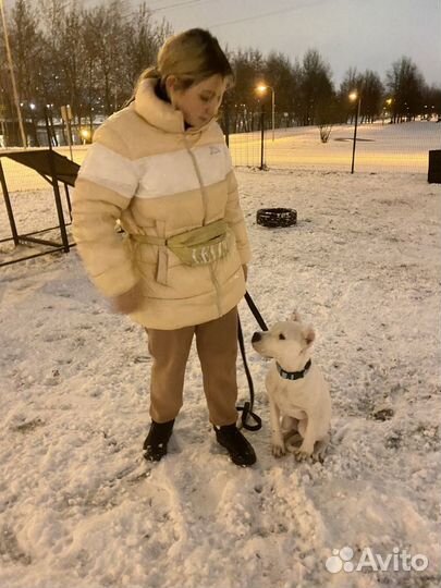 Кинолог, Хендлер